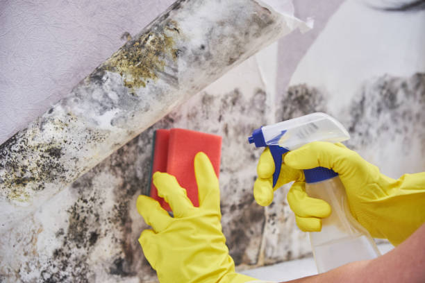 Why You Should Choose Our Mold Remediation Services in Jefferson City, MO